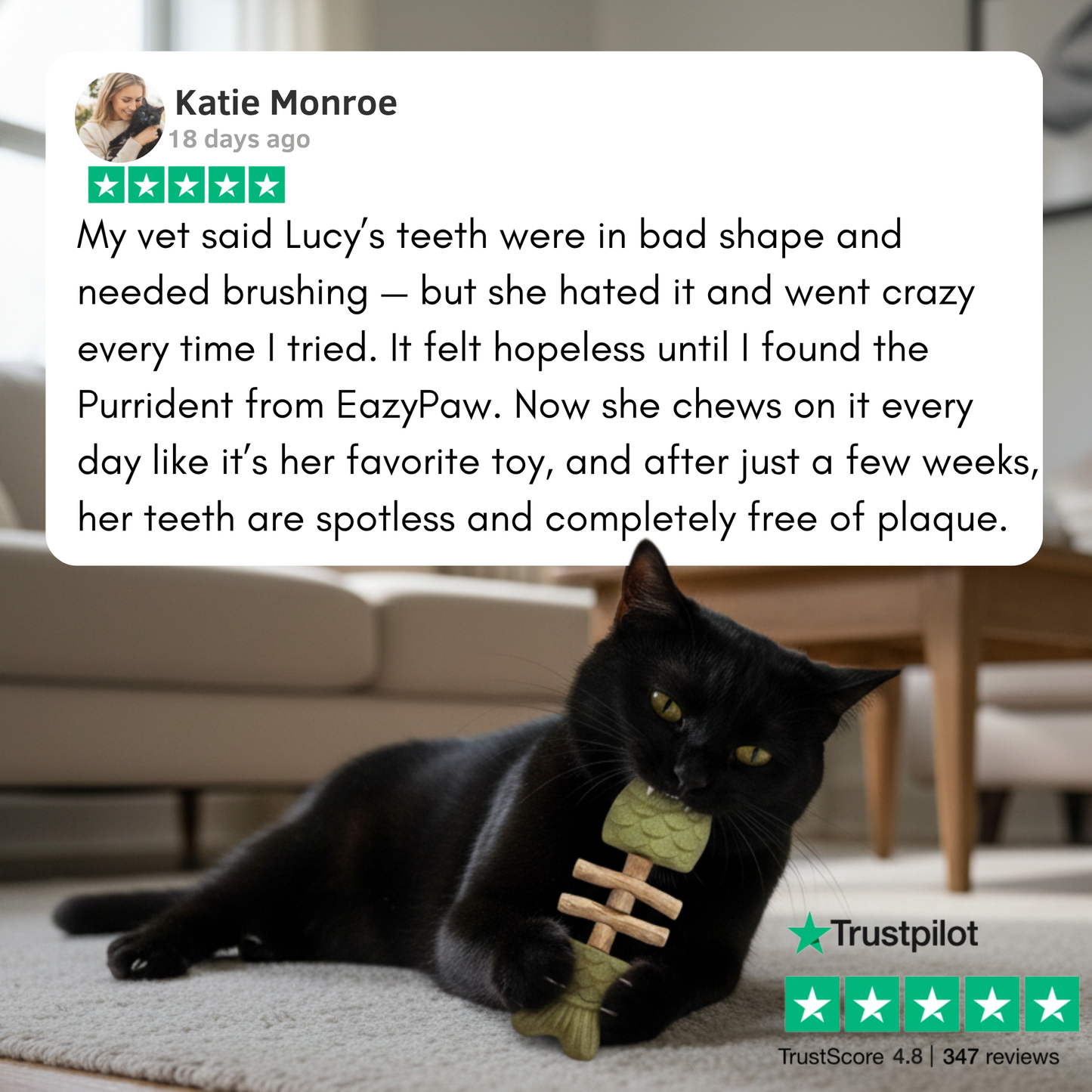 PurriDent | Fix Cat Dental Health!