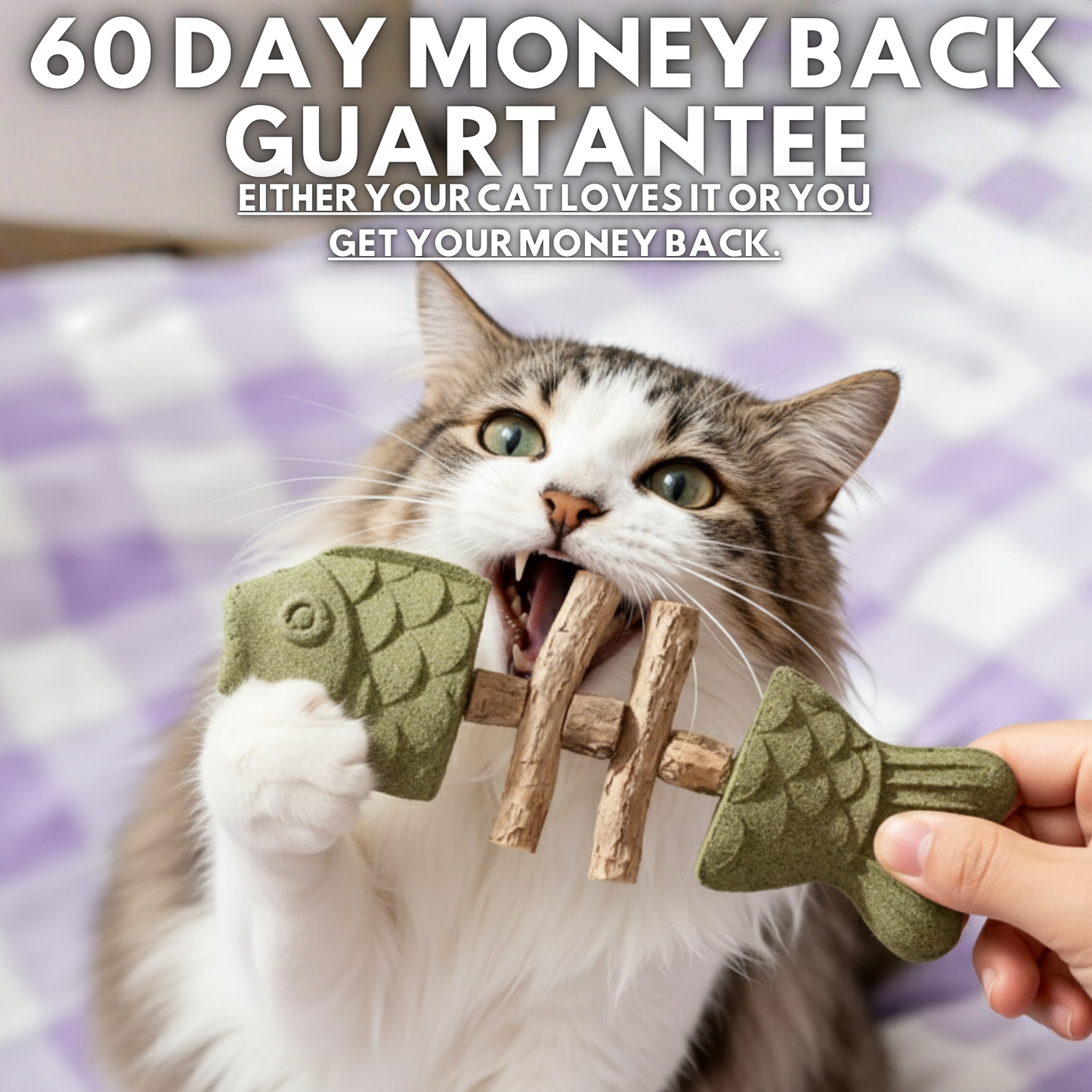 PurriDent | Fix Cat Dental Health!